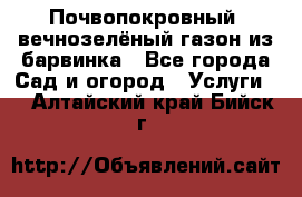 Почвопокровный, вечнозелёный газон из барвинка - Все города Сад и огород » Услуги   . Алтайский край,Бийск г.